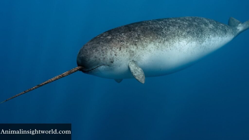 animals like seals and walruses