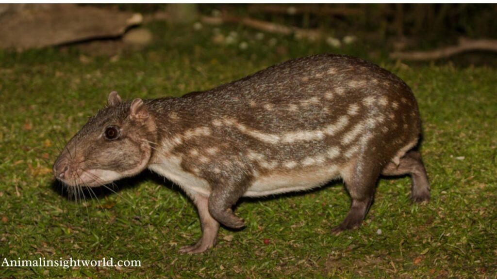 animals like the capybara