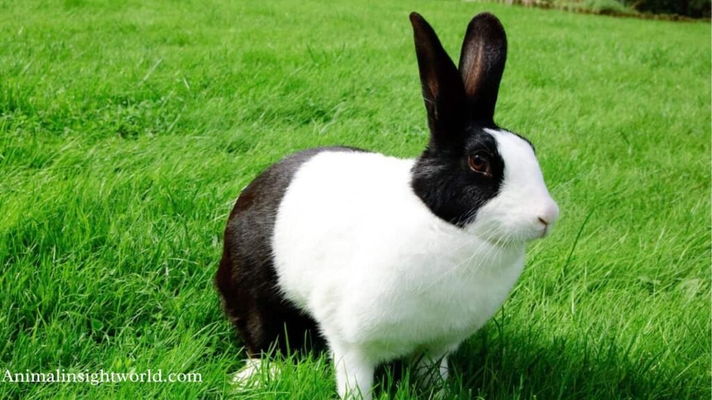 hopping animals name