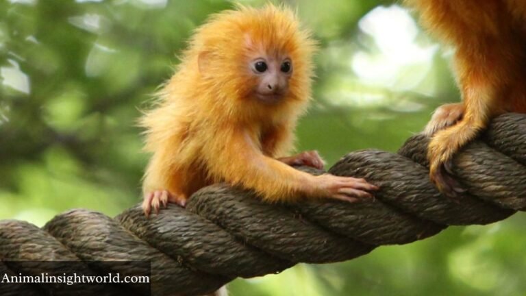 small monkey breeds