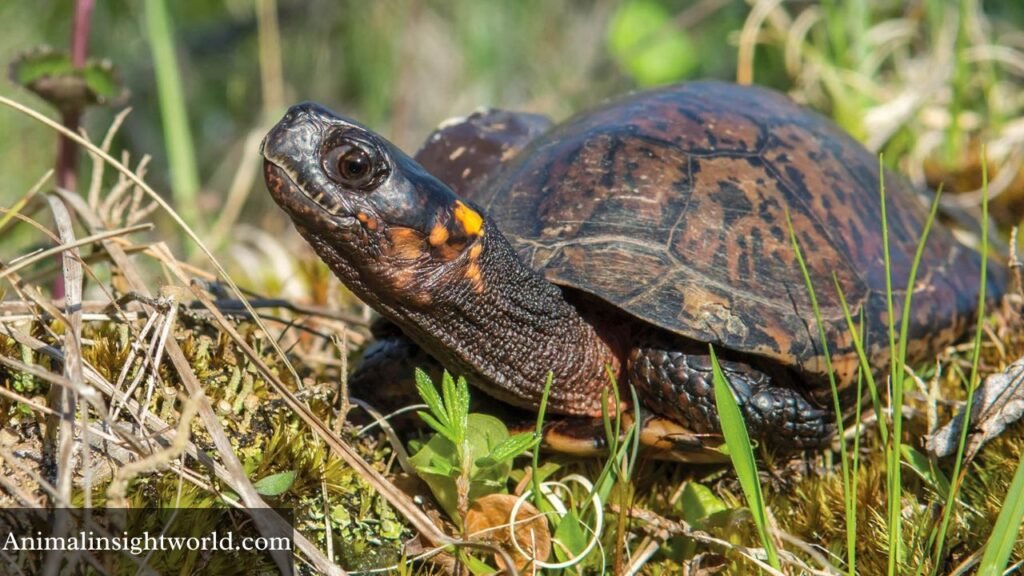 animals that have scales on their body