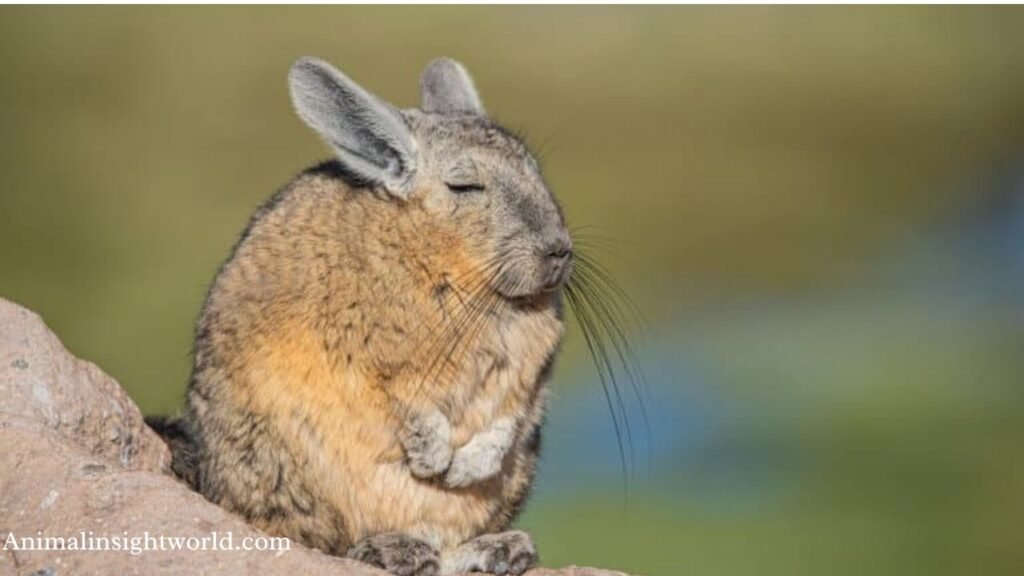 animals that looks like capybara