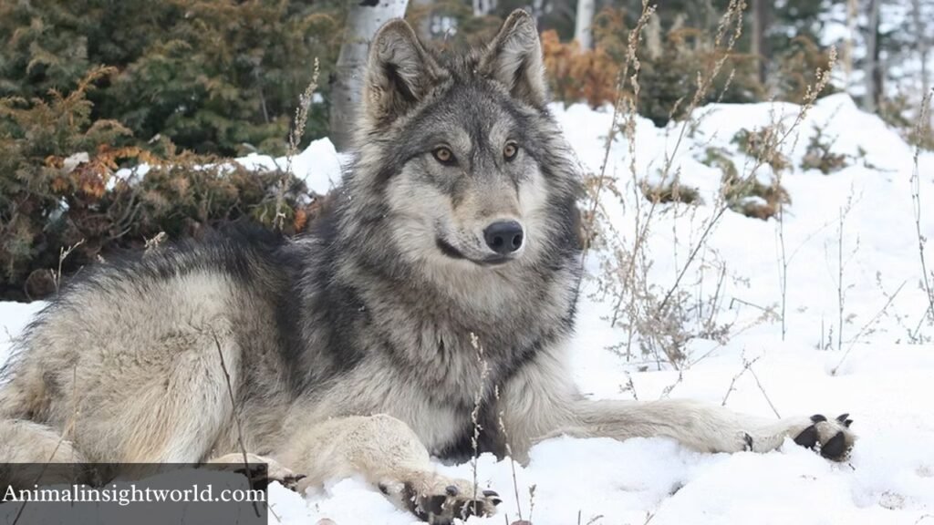 wolves with whiskers