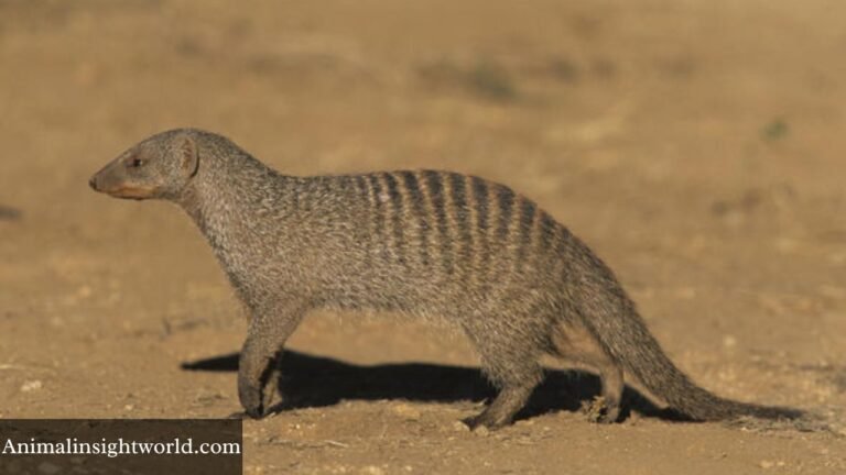 Animals like Mongoose