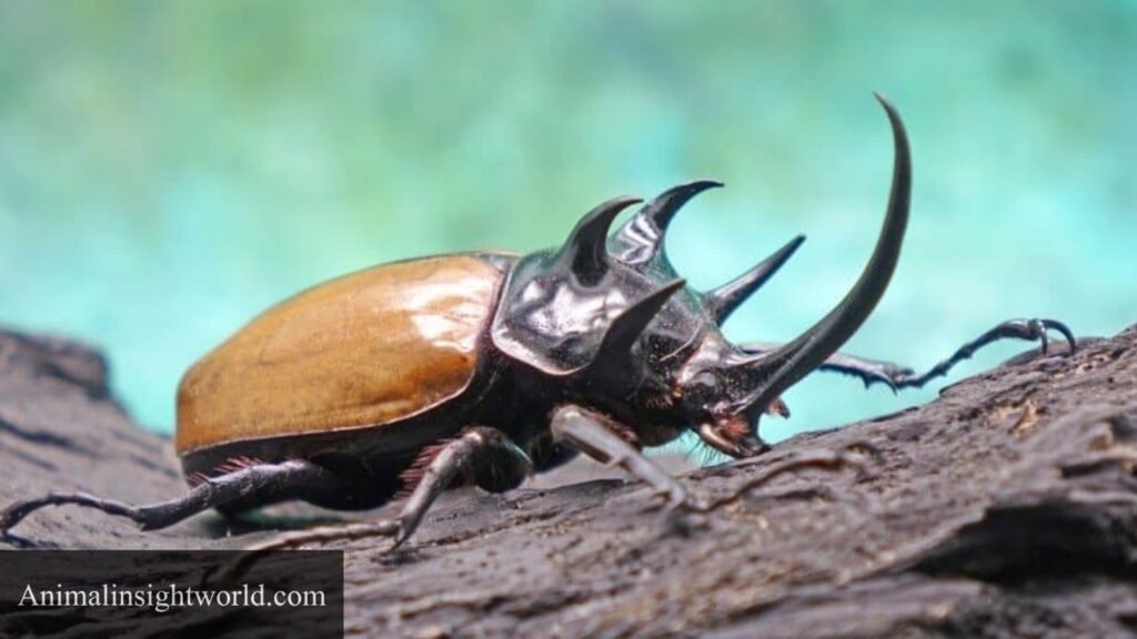 what eat ticks