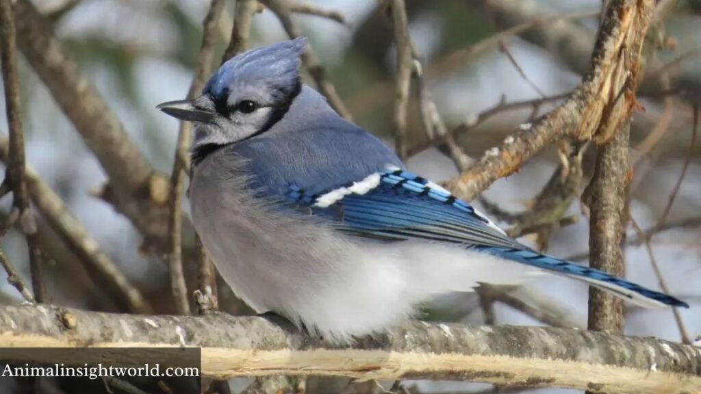 do birds eat blueberries