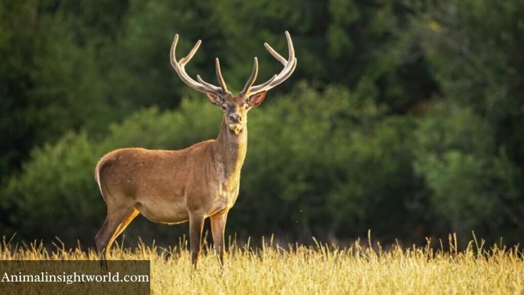 what animal eats mushrooms