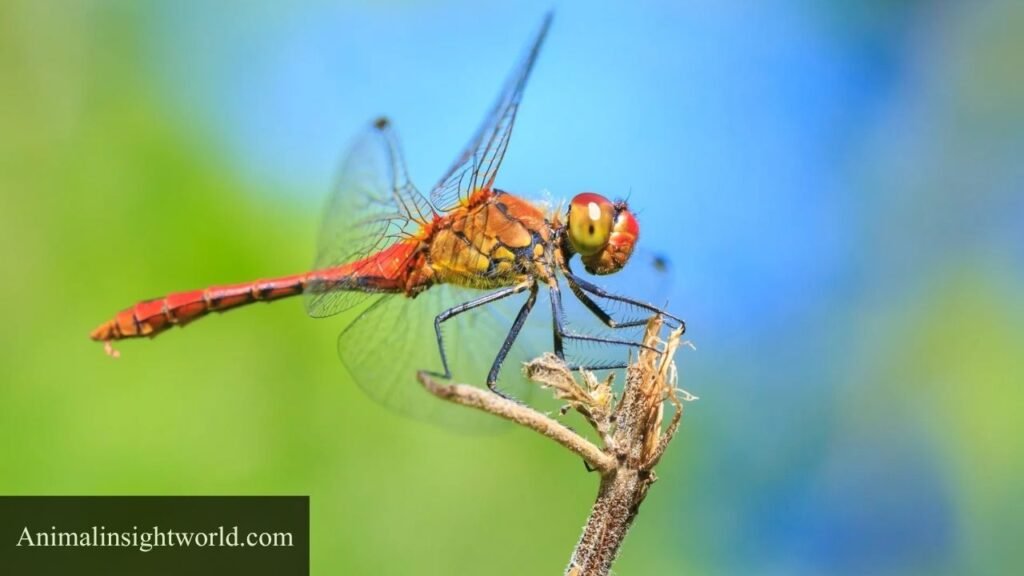 what eats spiders?