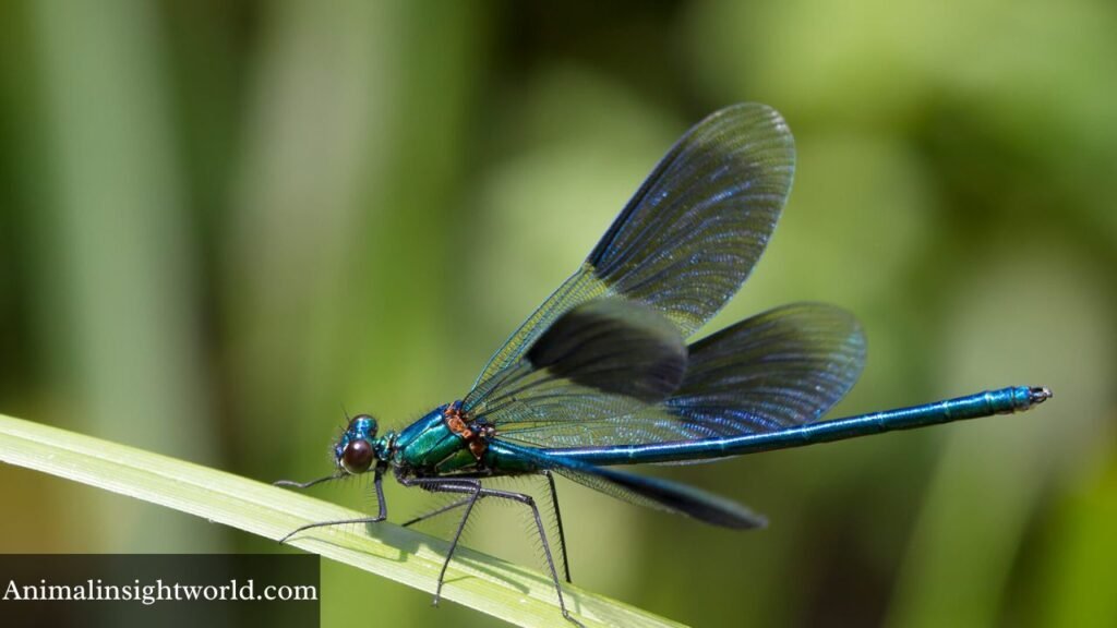 what eats a grass hopper