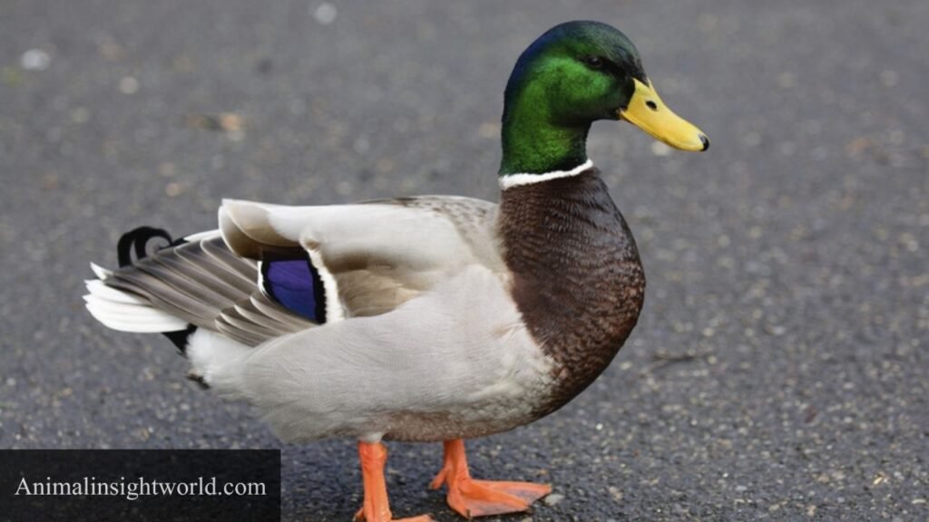 birds that eat ticks