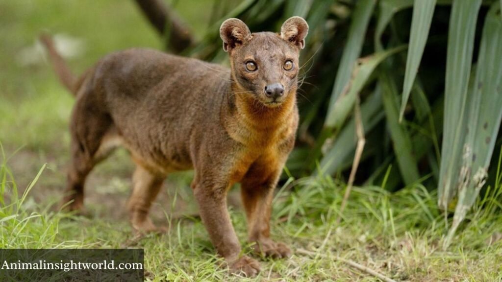 mongoose like animals