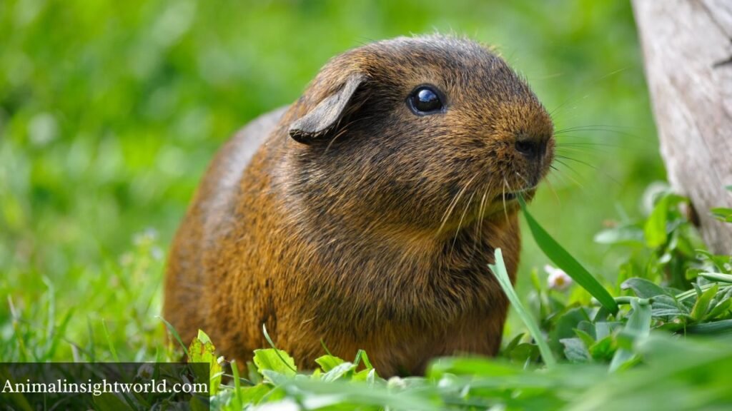 what animals like berries
