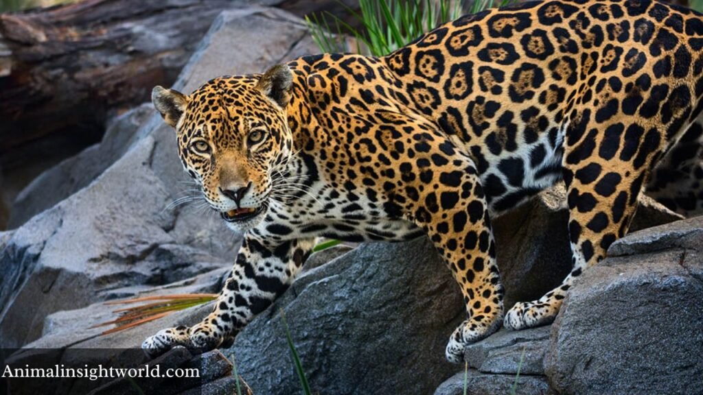 growling animals in the world