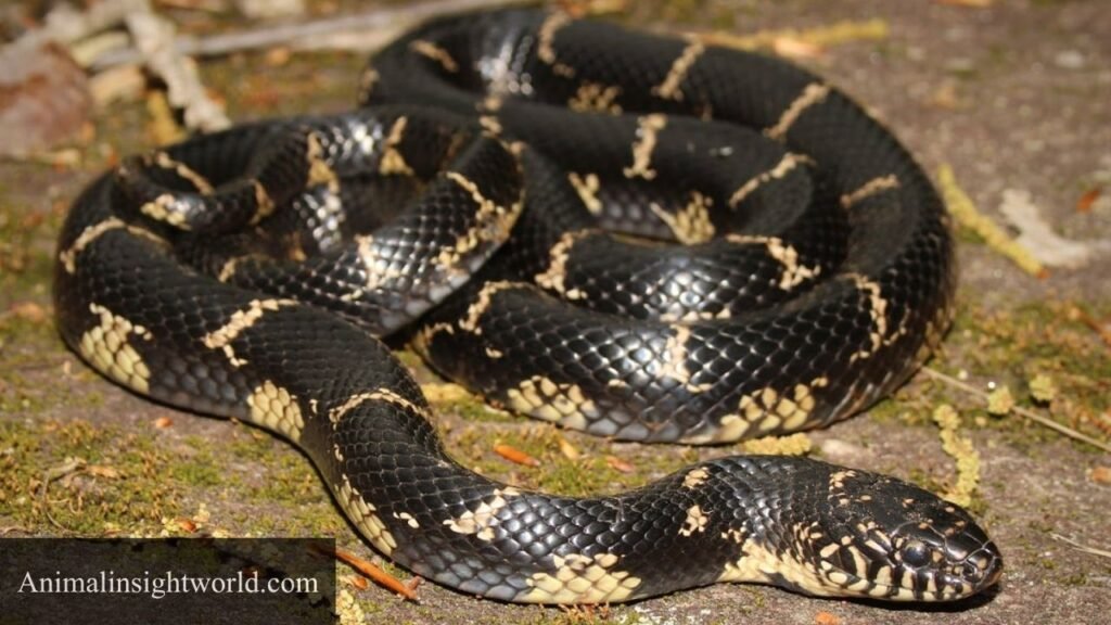 snake predators