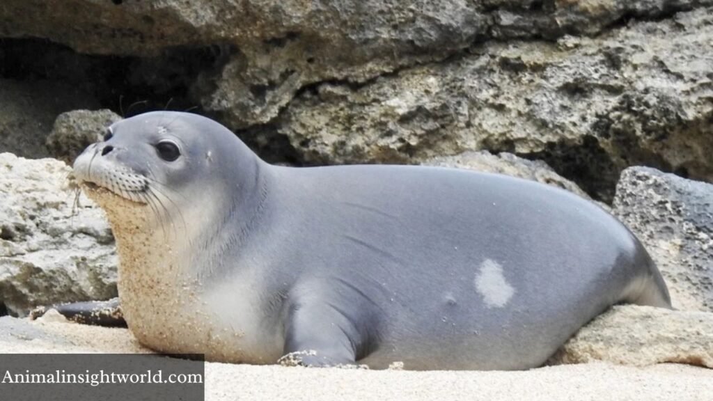 mammal with flippers