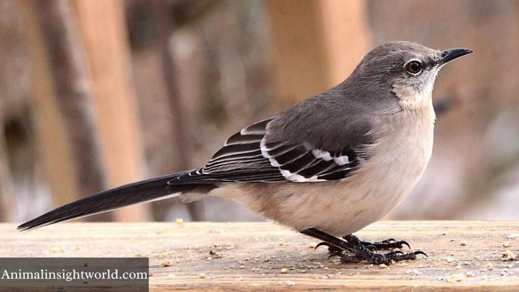 do birds eat berries