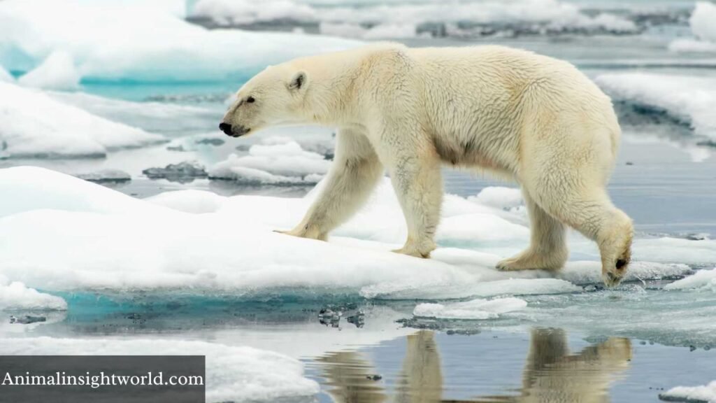 animals with very small ears
