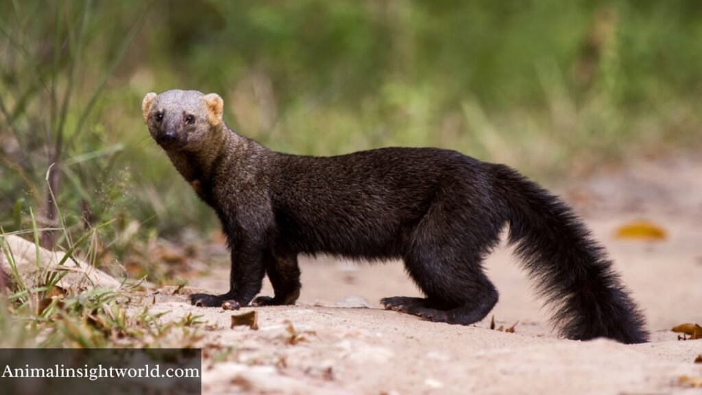 mongoose like animal