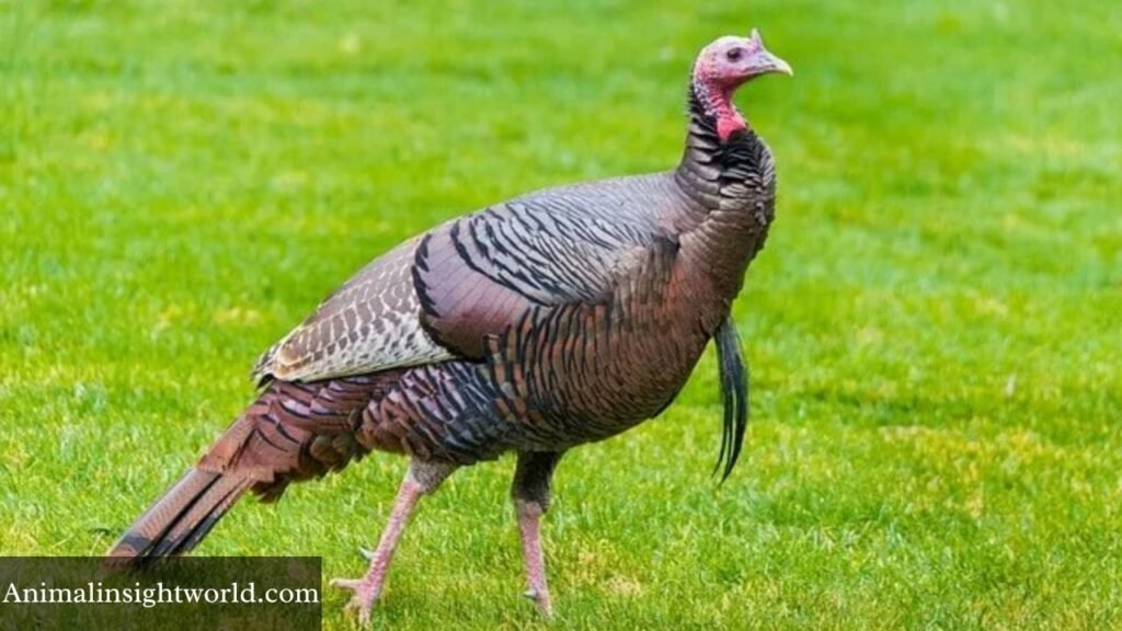 grasshopper predators