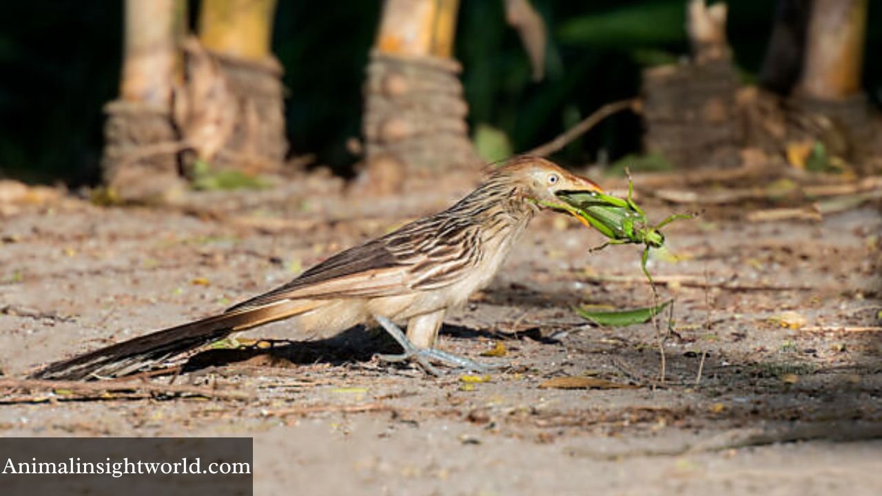 animals that eat grasshoppers