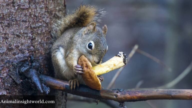 animals that eat mushrooms