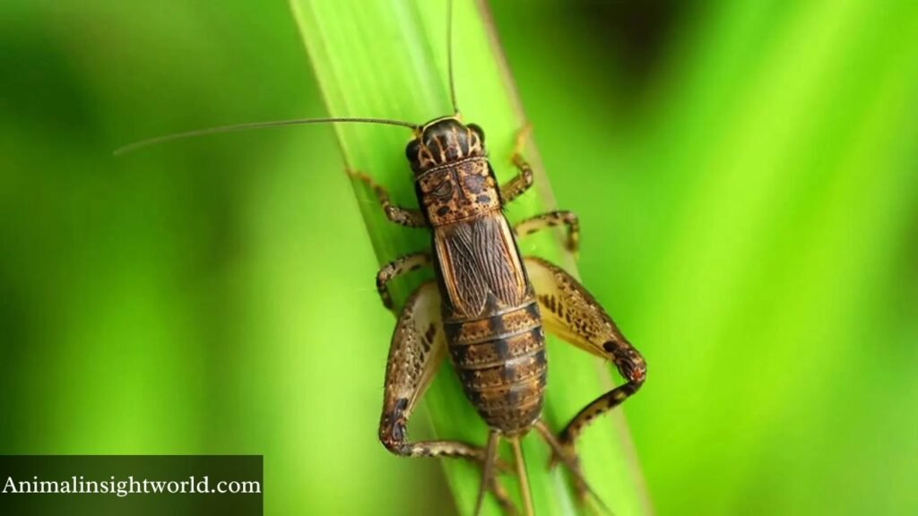 do animals eat mushrooms