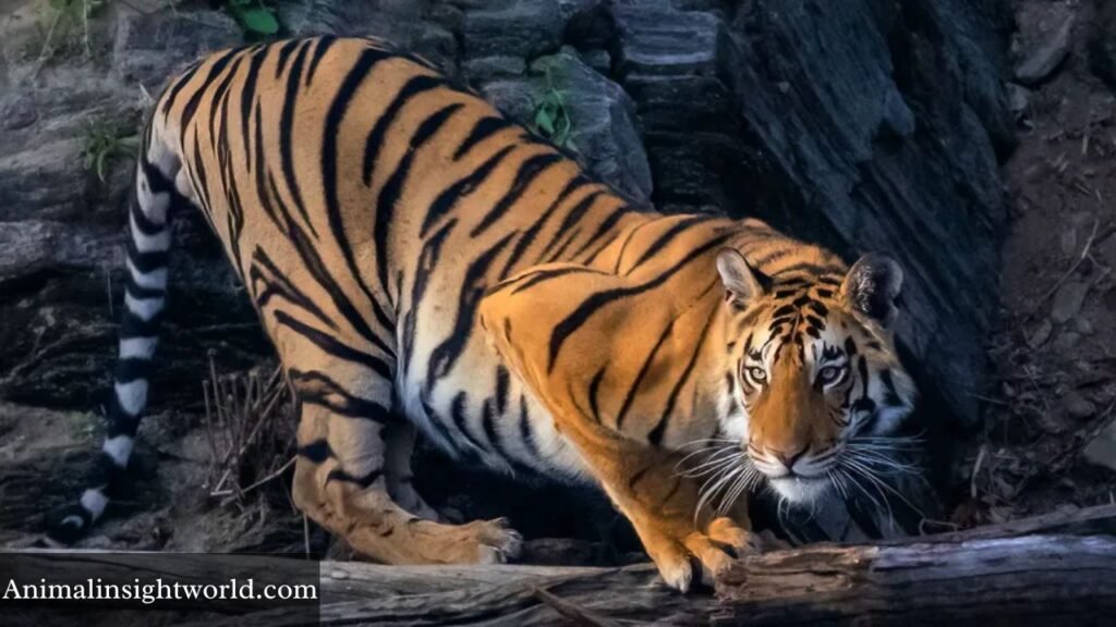 animal that growls