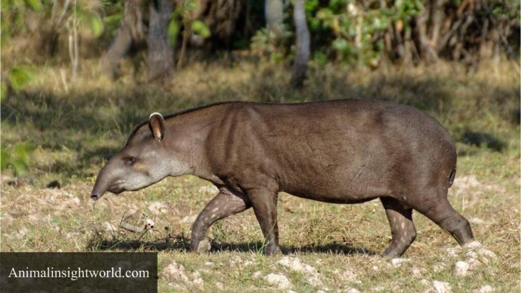 animals that look like elephants
